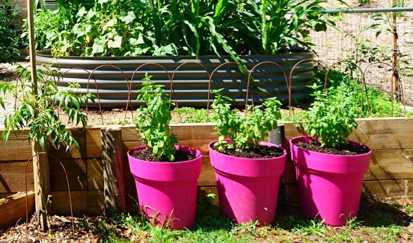 Herbs in pots 4